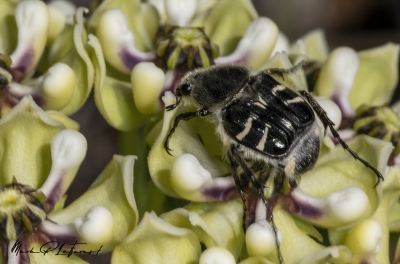 Bee like Flower Scarab Beetle 2025